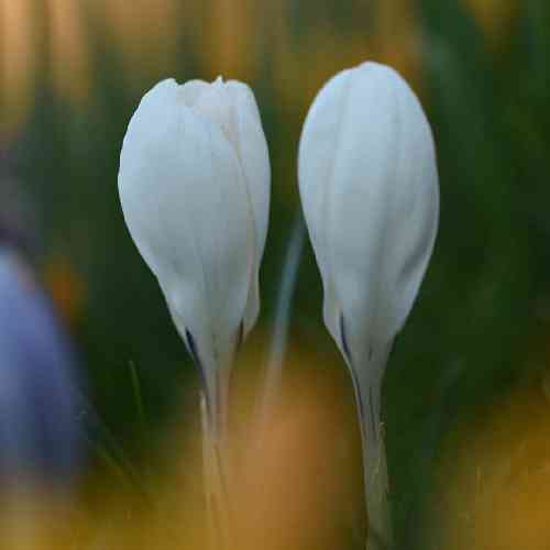 مهدی معصومی وای دلم اختیارشو از دست داده بسکه خوبی